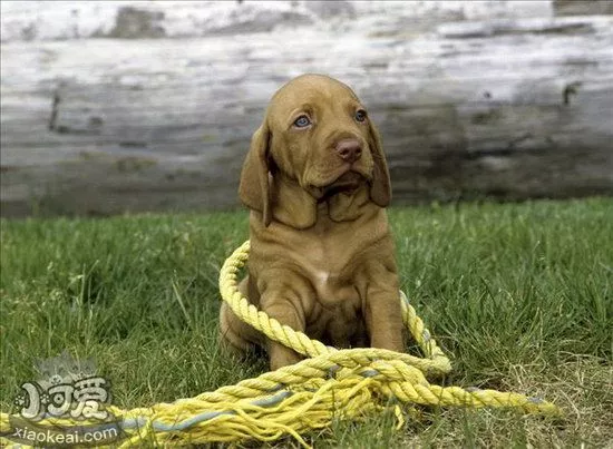 维希拉猎犬乱吠叫怎么办 维希拉猎犬乱叫纠正方法1