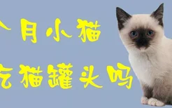 2个月小猫能吃猫罐头吗