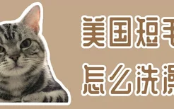 美国短毛猫怎么洗澡