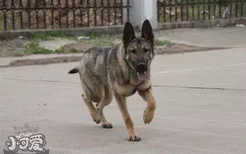 昆明犬患皮肤病怎么治 昆明犬皮肤病治疗方法