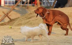 怎么训练红骨猎浣熊犬站立 红骨猎浣熊犬站立训练