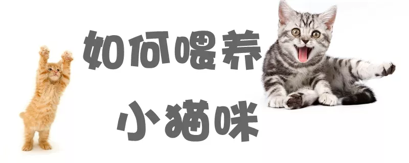 如何喂养小猫咪