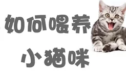 如何喂养小猫咪