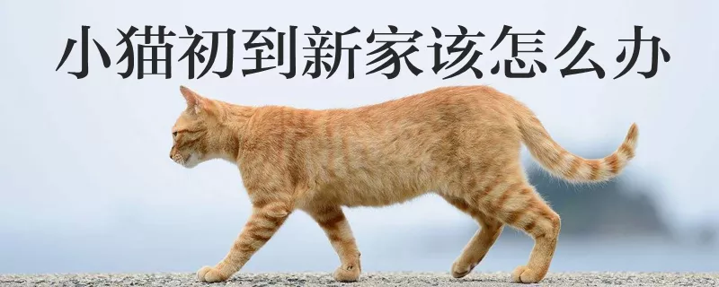 小猫初到新家该怎么办