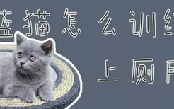 蓝猫怎么训练上厕所