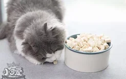 猫咪挑食原因有哪些 猫咪挑食原因介绍