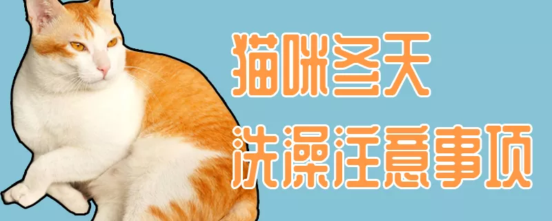 猫咪冬天洗澡注意事项