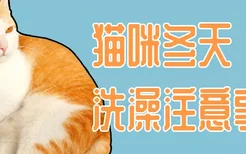 猫咪冬天洗澡注意事项