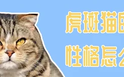 虎斑猫的性格怎么样