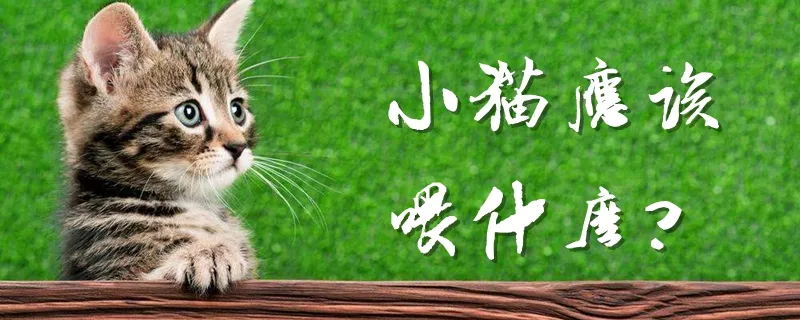 小猫应该喂什么