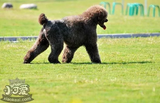 巨型贵宾犬怎么养 巨型贵宾犬饲养方法1