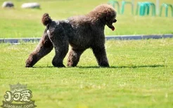 巨型贵宾犬怎么养 巨型贵宾犬饲养方法