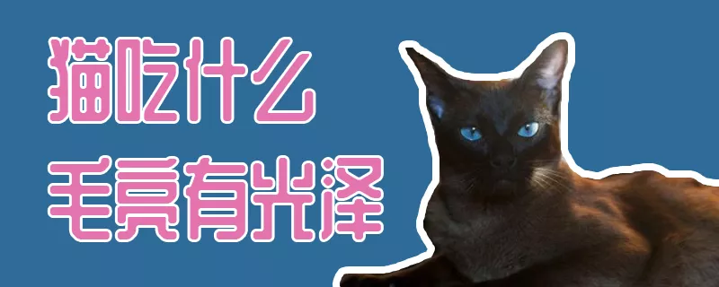 猫吃什么毛亮有光泽