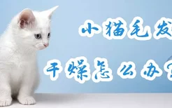 小猫毛发干燥怎么办