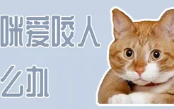 猫咪爱咬人怎么办