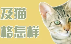 埃及猫性格怎样