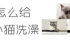 怎么给小猫洗澡