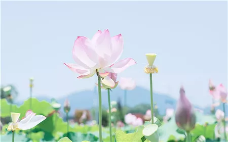 紫荆花一年四季都开花吗