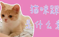 猫咪踩奶是什么意思