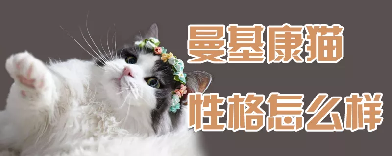 曼基康猫性格怎么样