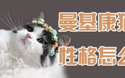 曼基康猫性格怎么样