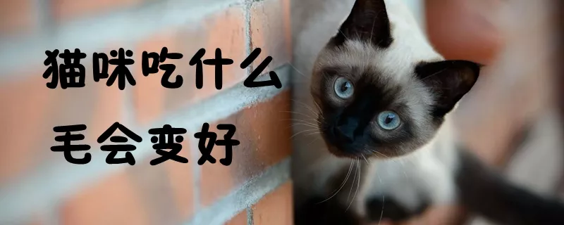 猫咪吃什么毛会变好