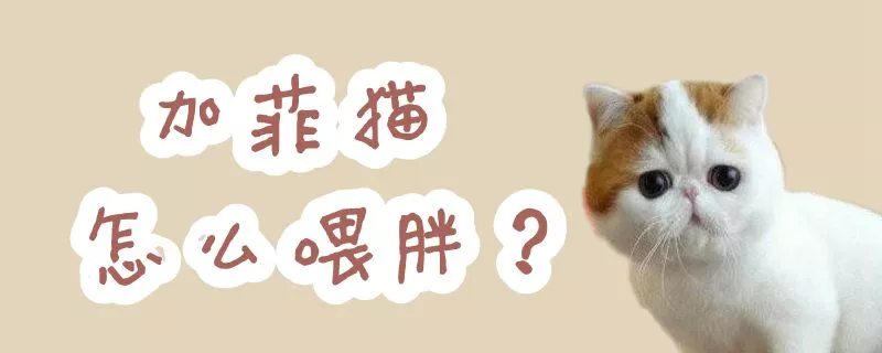 加菲猫怎么喂胖