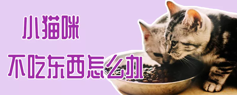 小猫咪不吃东西怎么办