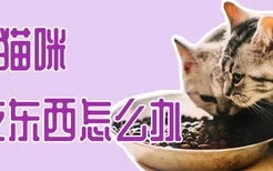 小猫咪不吃东西怎么办