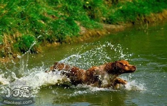 布列塔尼犬怎么养 布列塔尼犬饲养方法1