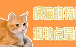 橘猫的特征和特点是什么