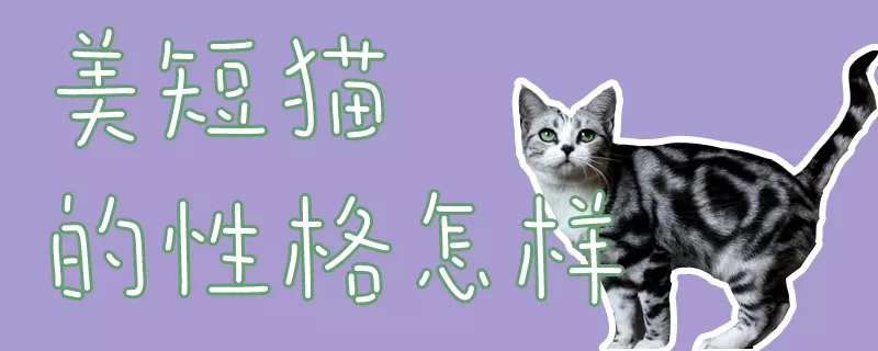 美短猫的性格怎样