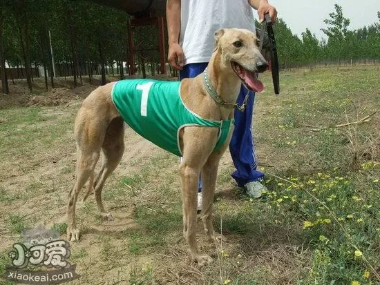 格力犬拉稀怎么办 灵缇犬拉肚子治疗方法大全1