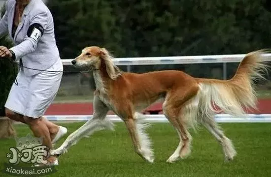 萨路基猎犬怎么美容 萨路基猎犬皮毛护理方法2