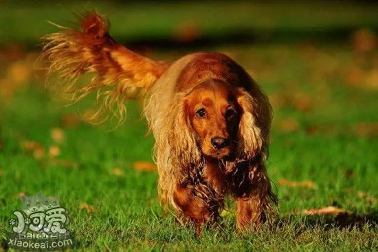 英国可卡犬怎么训练护主 英国可卡犬护主训练教程1