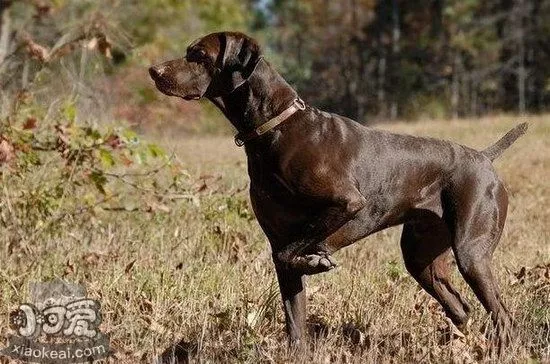 波音达猎犬口腔怎么护理 波音达猎犬牙齿清洁方法1