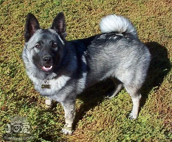 挪威猎鹿犬掉毛怎么办 挪威猎鹿犬掉毛原因介绍