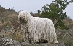 可蒙犬怎么训练听话 可蒙犬听话训练方法