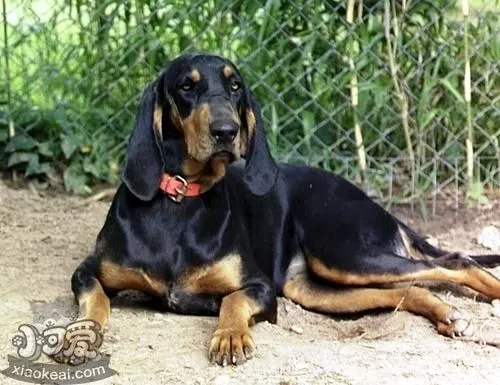 黑褐猎浣熊犬不听话怎么办 黑褐猎浣熊犬乖巧训练方法