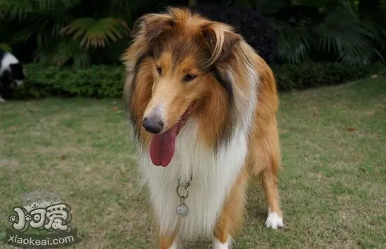 苏格兰牧羊犬感冒吃什么药 苏格兰牧羊犬感冒用药介绍1