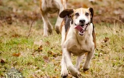 如何训练美国猎狐犬匍匐前进 匍匐前进训练技巧