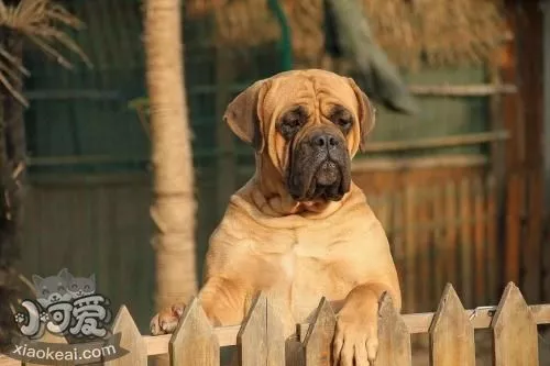 斗牛獒犬吃什么蔬菜 斗牛獒犬可食蔬菜介绍