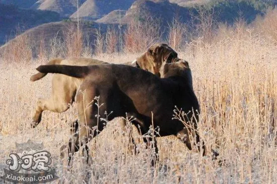 扭玻利顿犬怎么训练 扭玻利顿犬训练教程1