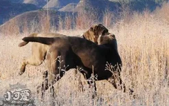 扭玻利顿犬怎么训练 扭玻利顿犬训练教程