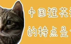 中国狸花猫的特点是什么