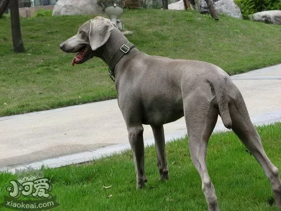 威玛猎犬怎么自制狗粮 威玛猎犬自制狗粮配方介绍1