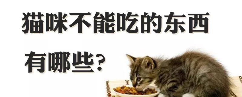 猫咪不能吃的东西有哪些