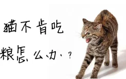 小猫不肯吃猫粮怎么办