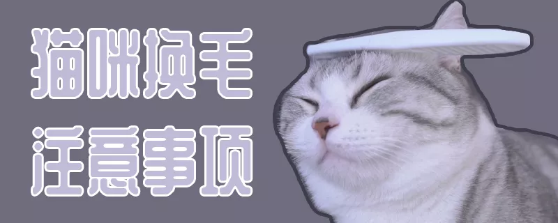 猫咪换毛注意事项