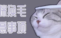 猫咪换毛注意事项